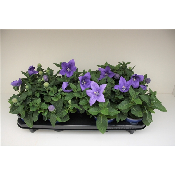 <h4>Platycodon Blue</h4>