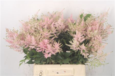 <h4>Astilbe Europa Light Pink X100</h4>