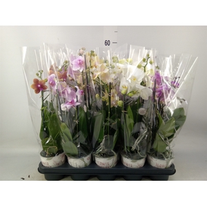 Phalaenopsis   ...mix