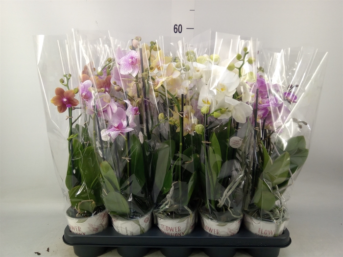 <h4>Phalaenopsis   ...mix</h4>