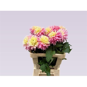 Dahlia Princess An