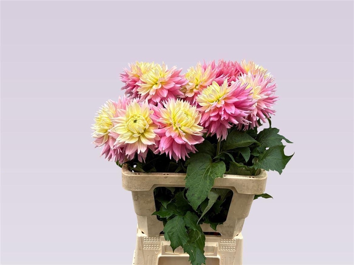 <h4>Dahlia Princess An</h4>
