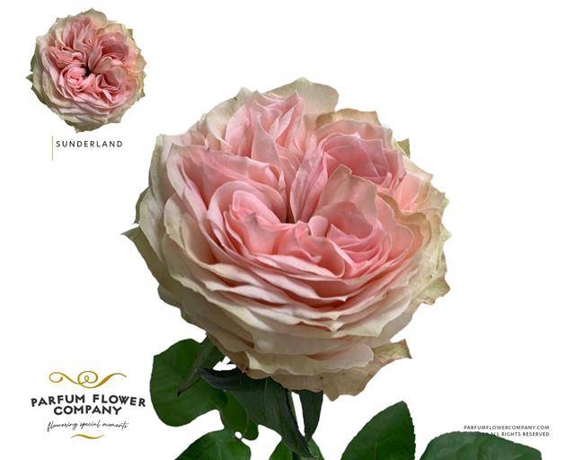 <h4>Rosa Garden Sunderland</h4>