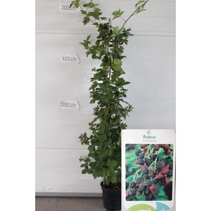 RUBUS FRUTICOSUS