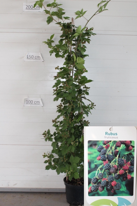 <h4>RUBUS FRUTICOSUS</h4>