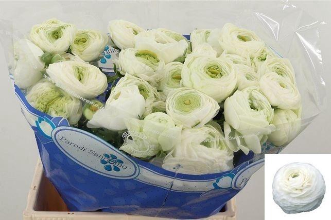 <h4>RAN SU NIVEO</h4>