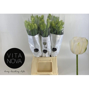 TU DU MAUREEN DOUBLE