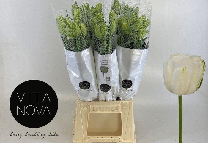 <h4>TU DU MAUREEN DOUBLE</h4>