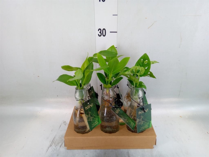 <h4>Planten  ..mix</h4>