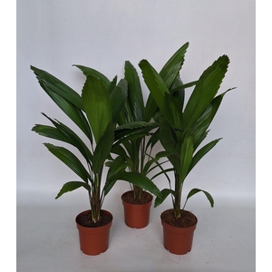 Licuala Grandis