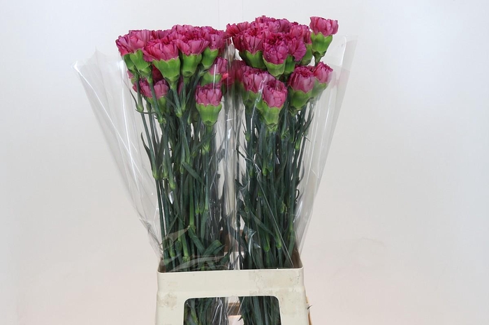 <h4>Dianthus St Bernard</h4>