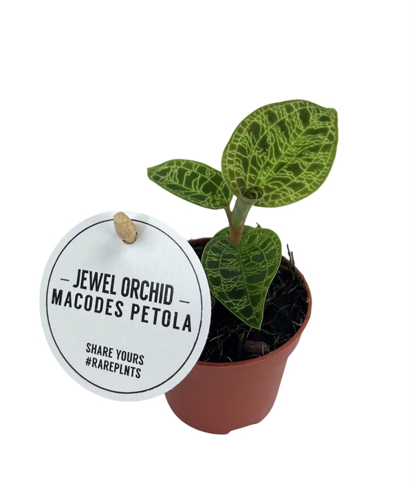 <h4>Macodes petola</h4>