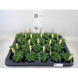 Delosperma echinatum