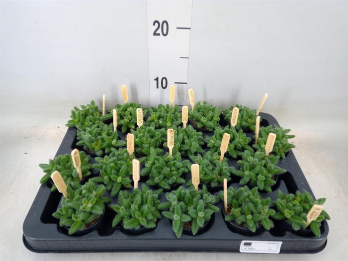 <h4>Delosperma echinatum</h4>