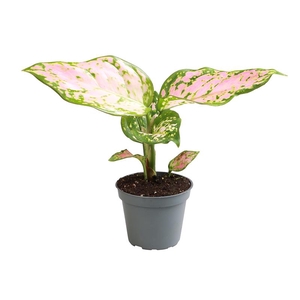 Aglaonema Red Valentine 6Ø 16cm
