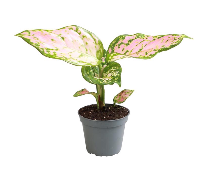 Aglaonema Red Valentine 6Ø 16cm