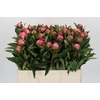 Paeonia Dr A Fleming