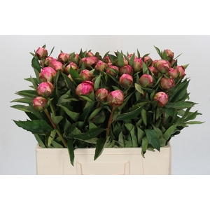 Paeonia Dr A Fleming