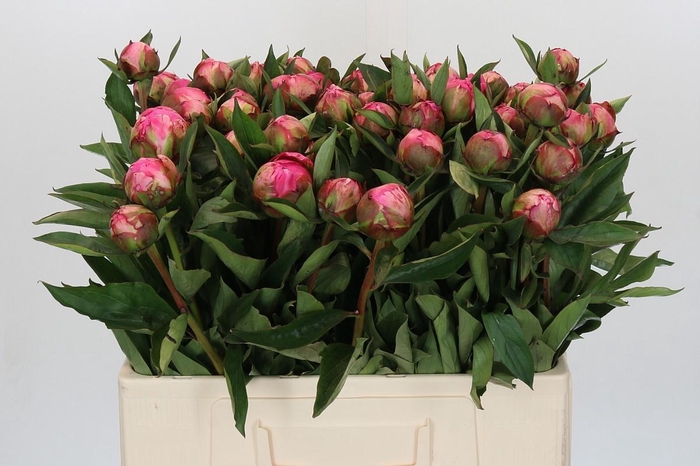 <h4>Paeonia Dr A Fleming</h4>