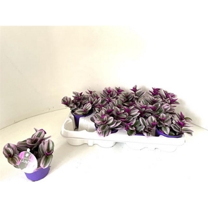 Tradescantia Nanouk