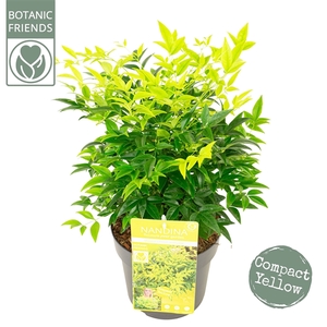 Nandina dom. 'Magical Lemon and Lime'