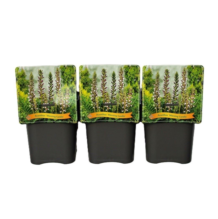 <h4>Acanthus mollis</h4>