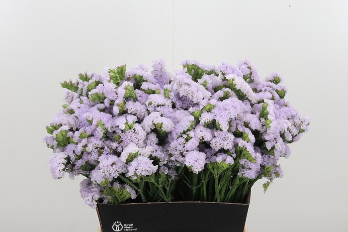 <h4>Lim S Tessa Lavender</h4>
