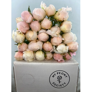 Paeonia In Full Sail