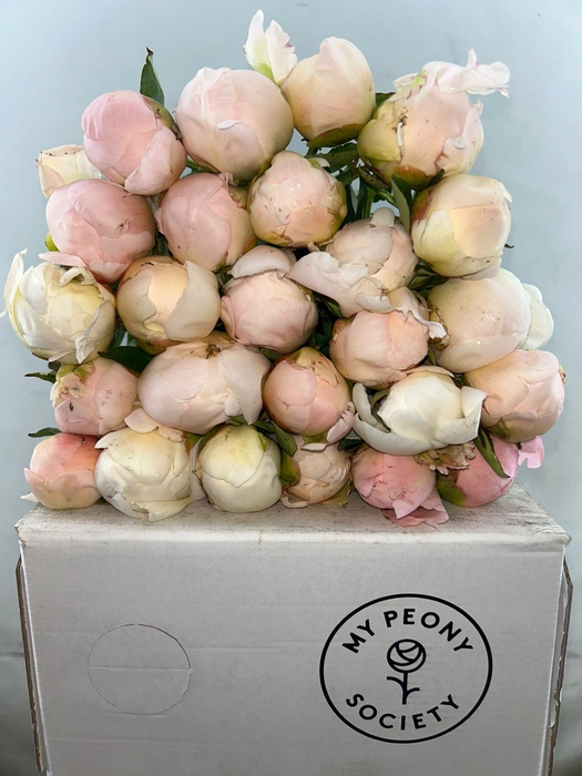 <h4>Paeonia In Full Sail</h4>