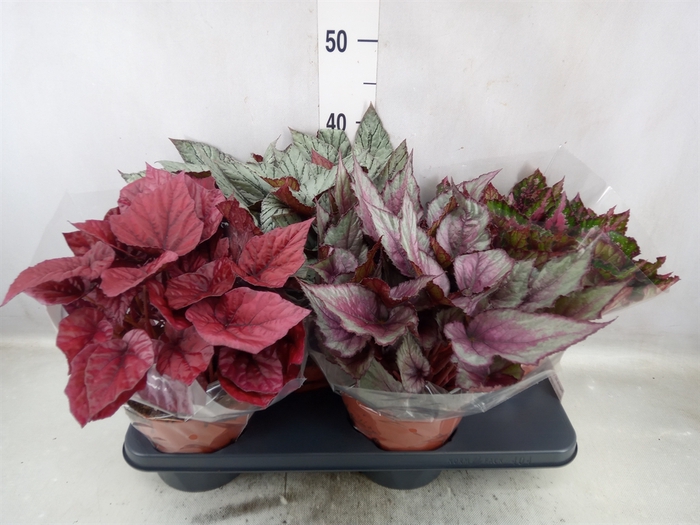 <h4>Begonia BD 'Beleaf'   ...mix</h4>