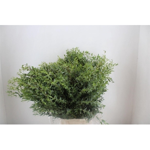 Euca Parvifolia 300gr P Bunch