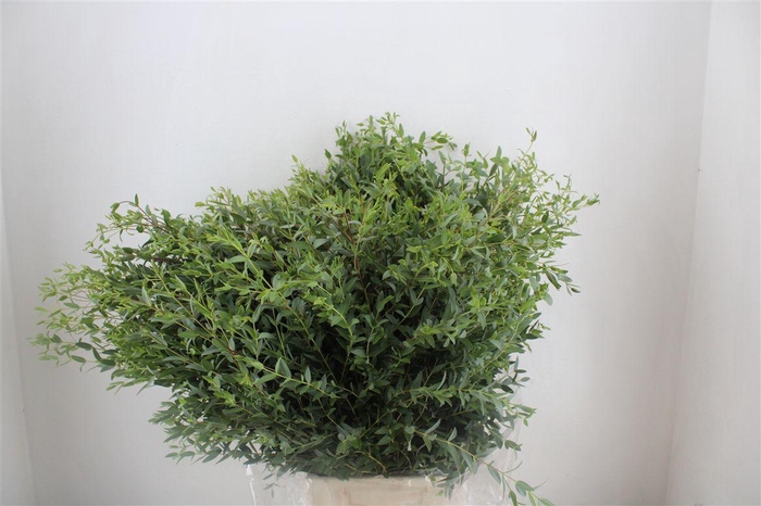 <h4>Euca Parvifolia 300gr P Bunch</h4>