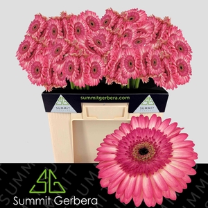 GERBERA GB PANNA COTTA