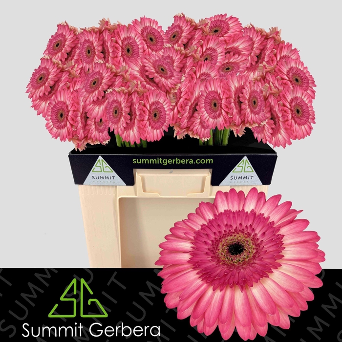 <h4>GERBERA GB PANNA COTTA</h4>