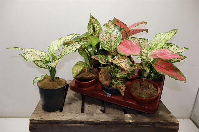 <h4>arr8 Aglao Gem</h4>