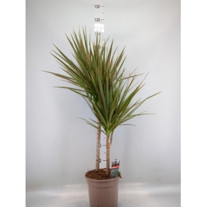 Dracaena marg. 'Bicolor'