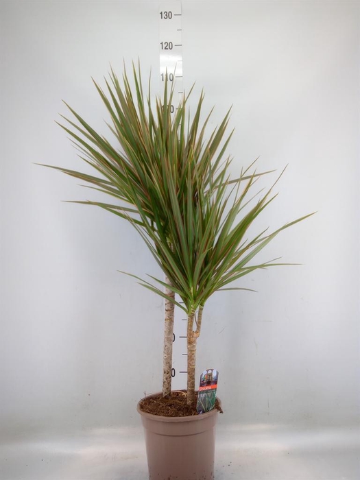 <h4>Dracaena marg. 'Bicolor'</h4>