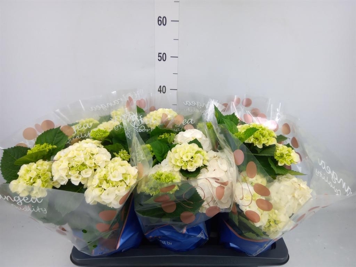 <h4>Hydrangea mac. 'Hi White Sun'</h4>