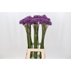 Allium  'Gladiator'
