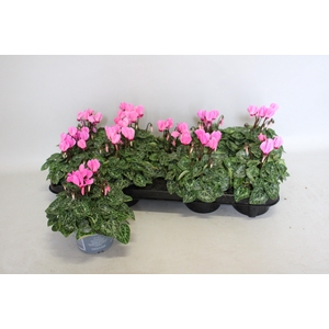 Cyclamen Super Serie Rose