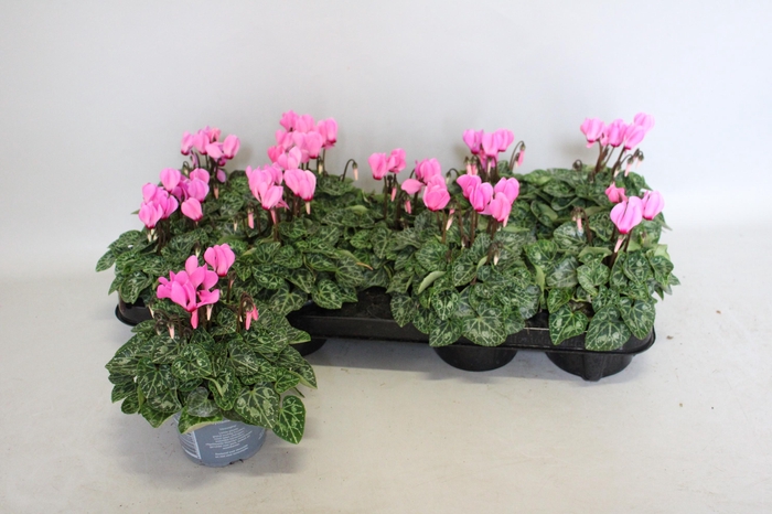 <h4>Cyclamen Super Serie Rose</h4>