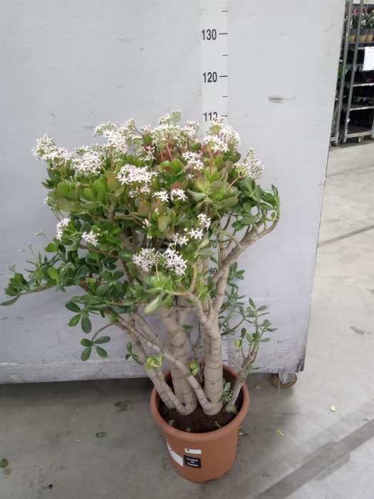 <h4>Crassula ovata</h4>