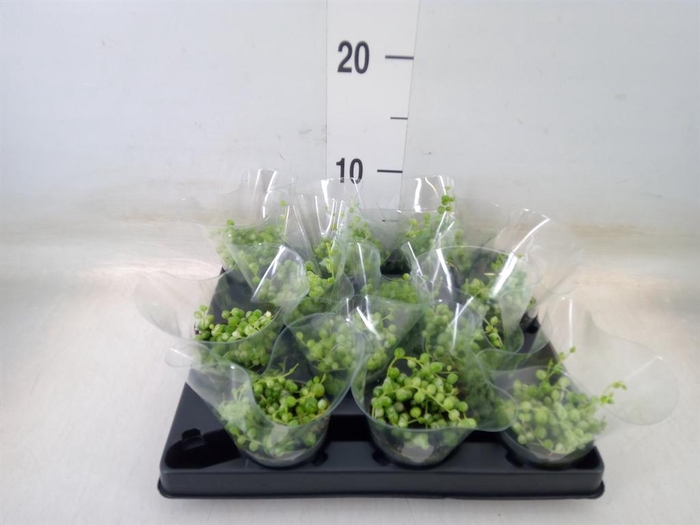 <h4>Senecio rowleyanus</h4>