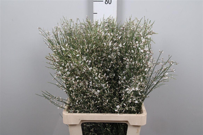 <h4>Genista White 200gr</h4>