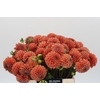 Dahlia Cornel Bronze