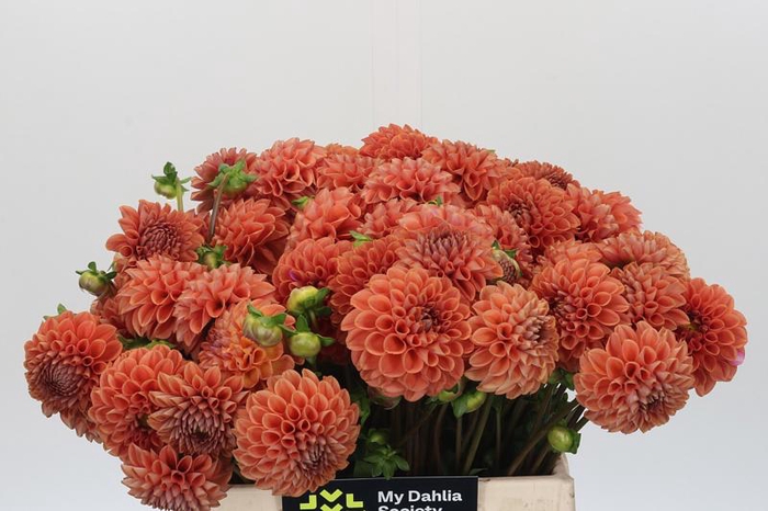 <h4>Dahlia Cornel Bronze</h4>
