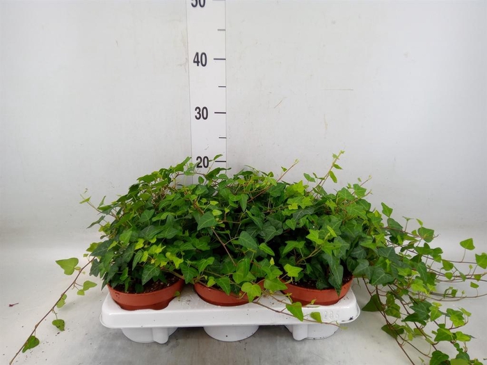 <h4>Hedera helix 'Anna'</h4>