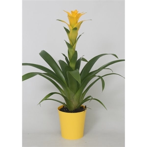 Guzmania Desire in gele kunststof pot