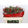 Hypericum True Romance Spray