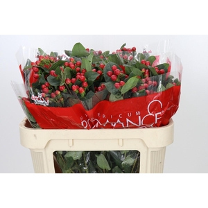 Hypericum True Romance Spray
